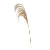 Funky Chunky Furniture Natural Pampas Grass Stem