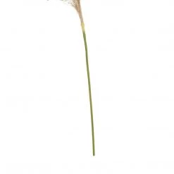 Funky Chunky Furniture Natural Pampas Grass Stem 7 Funky Chunky Furniture Natural Pampas Grass Stem