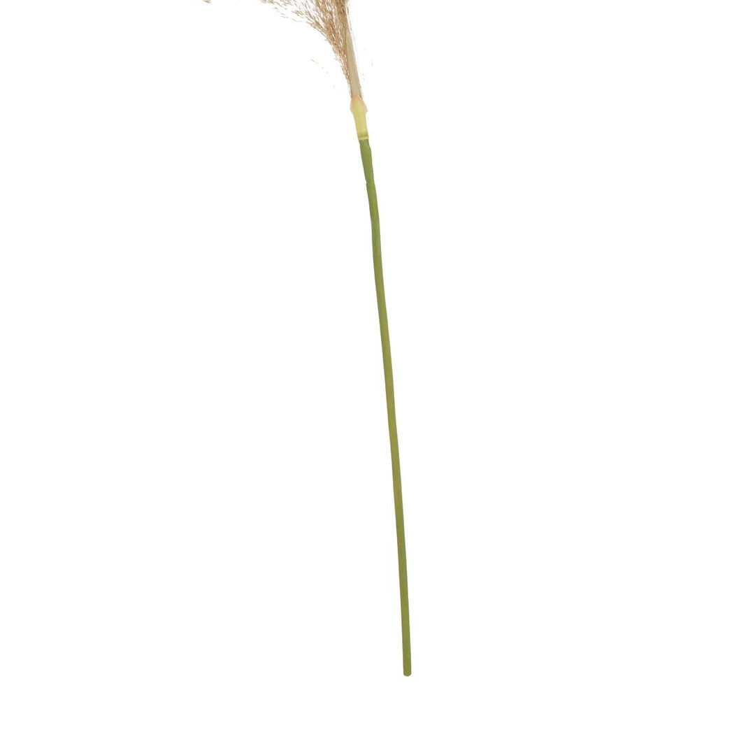 Funky Chunky Furniture Natural Pampas Grass Stem 5 Funky Chunky Furniture Natural Pampas Grass Stem